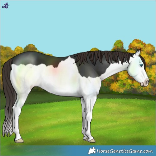 Horse Color:Liver Chestnut Splash 