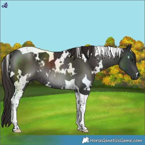 Horse Color:White Spotted Liver Chestnut Tobiano Rabicano 