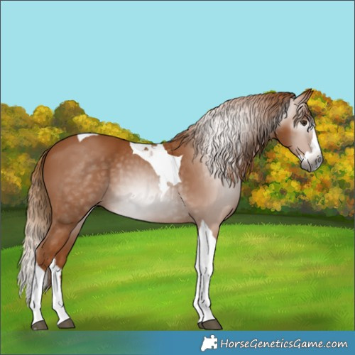 Horse Color:Gray Chestnut Splash Tobiano 