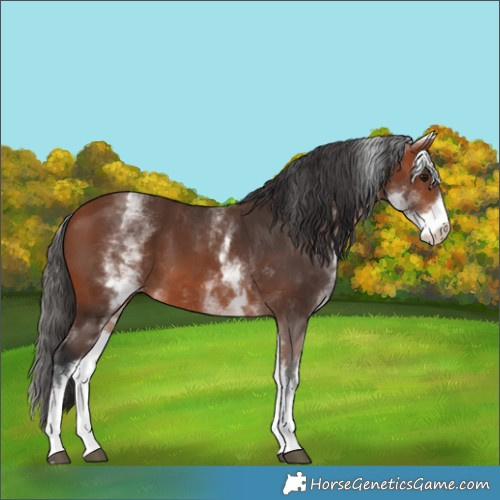 Horse Color:White Spotted Bay 
