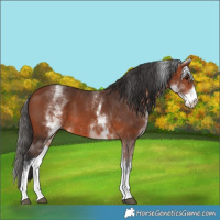 Horse Color:White Spotted Bay