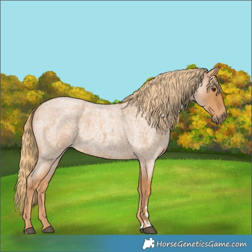 Horse Color:Red Roan 