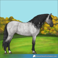 Horse Color:Grullo Roan 