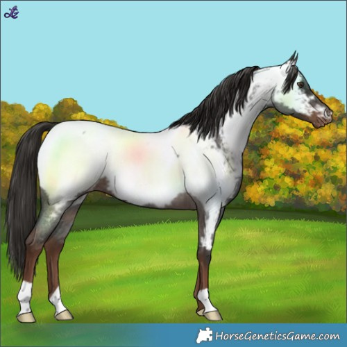 Horse Color:Liver Red Roan Near Fewspot 