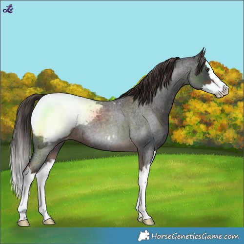 Horse Color:Liver Red Roan Splash Snowcap 