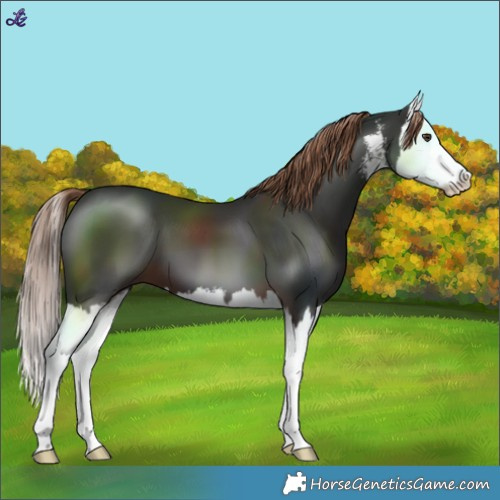 Horse Color:White Spotted Liver Chestnut Splash 