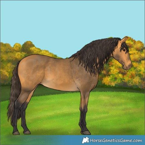 Horse Color:Buckskin 
