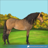 Horse Color:Buckskin 