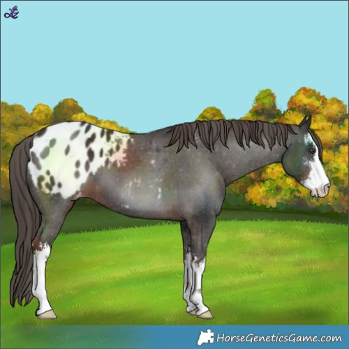 Horse Color:White Spotted Liver Chestnut Varnish 
