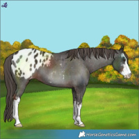 Horse Color:White Spotted Liver Chestnut Varnish
