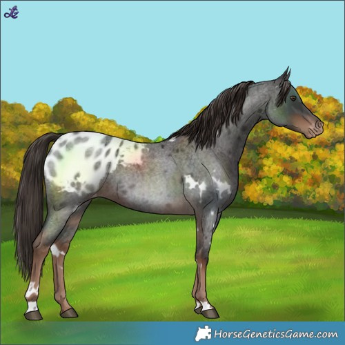 Horse Color:White Spotted Liver Red Roan Blanket Rabicano 