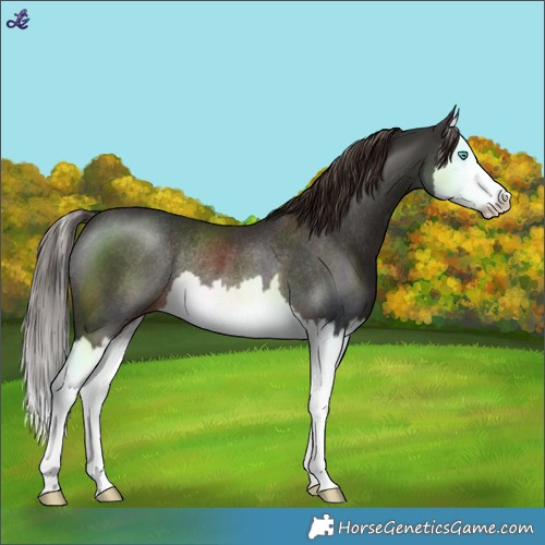 Horse Color:Liver Chestnut Splash Rabicano 