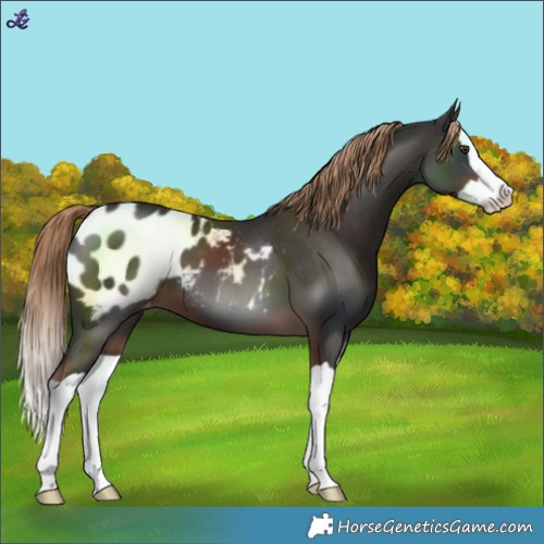 Horse Color:Liver Chestnut Splash Blanket 