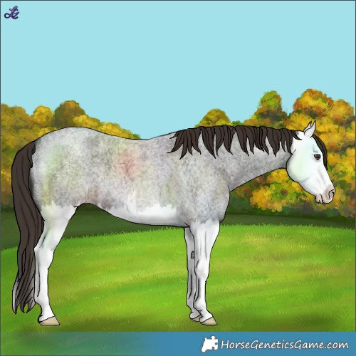 Horse Color:White Spotted Liver Red Roan Splash 