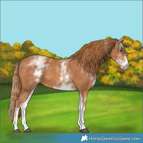 Horse Color:White Spotted Chestnut 