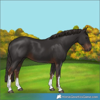 Horse Color:White Spotted Liver Chestnut 