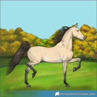 Horse Color:Buckskin Dun 