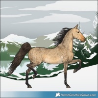 Horse Color:Buckskin Dun and Buckskin Dun