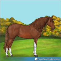Horse Color:Chestnut Tobiano