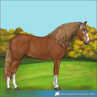 Horse Color:Gray Chestnut