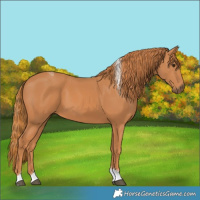 Horse Color:Chestnut Tobiano Rabicano