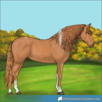 Horse Color:Chestnut Tobiano Rabicano 