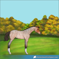 Horse Color:Bay Roan Rabicano