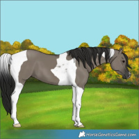 Horse Color:Gray Grullo Tobiano 