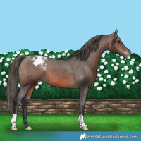 Horse Color:Brown Appaloosa 