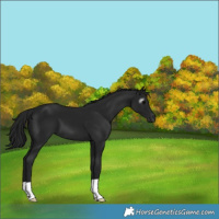 Horse Color:Gray Black 