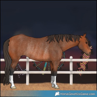 Horse Color:Bay Rabicano 