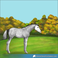 Horse Color:Smoky Blue Roan Splash Rabicano 