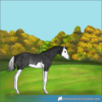 Horse Color:Gray Black Splash Rabicano