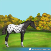 Horse Color:Smoky Black Appaloosa 