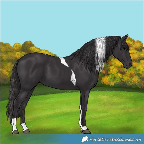 Horse Color:Smoky Black Tobiano 