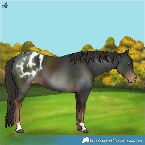 Horse Color:Liver Chestnut Blanket 