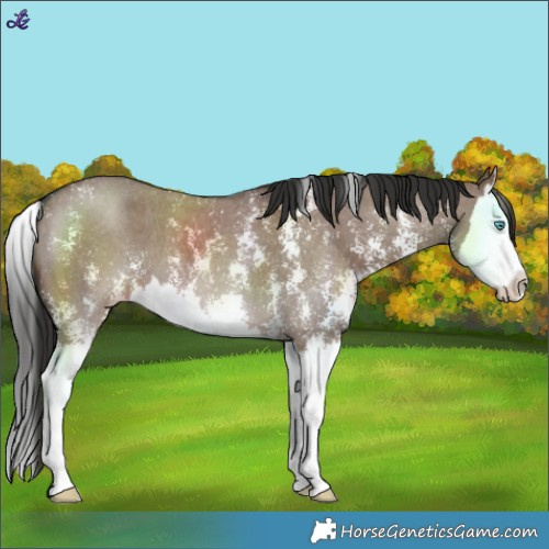 Horse Color:Liver Red Dun Sabino Splash Varnish 