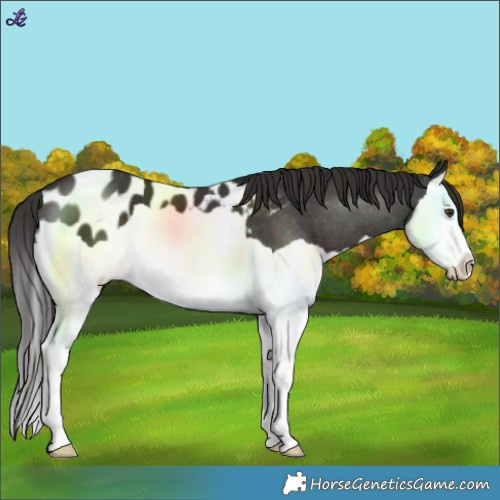 Horse Color:Liver Chestnut Splash Blanket 