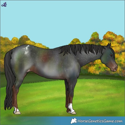 Horse Color:Liver Chestnut Varnish 