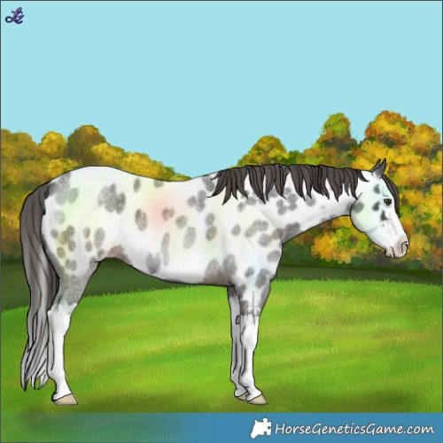 Horse Color:Liver Red Roan Splash Near Leopard 