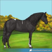 Horse Color:Smoky Black Tobiano 