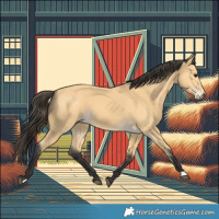 Horse Color:Buckskin 