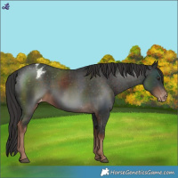 Horse Color:Liver Chestnut Blanket 