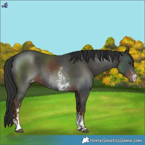 Horse Color:Liver Chestnut Sabino Varnish 