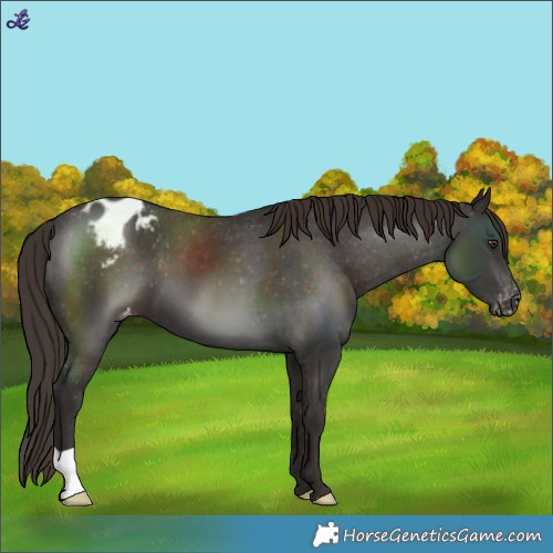 Horse Color:Liver Chestnut Varnish 