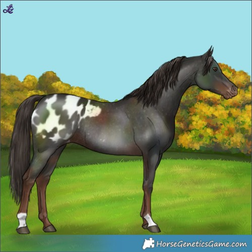Horse Color:Liver Chestnut Blanket Rabicano 