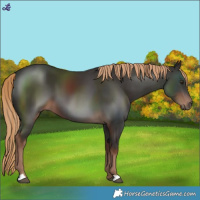 Horse Color:Liver Chestnut 