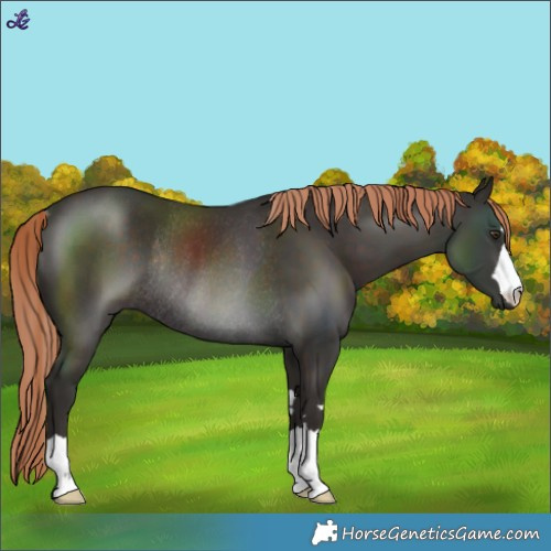 Horse Color:Liver Chestnut Rabicano 