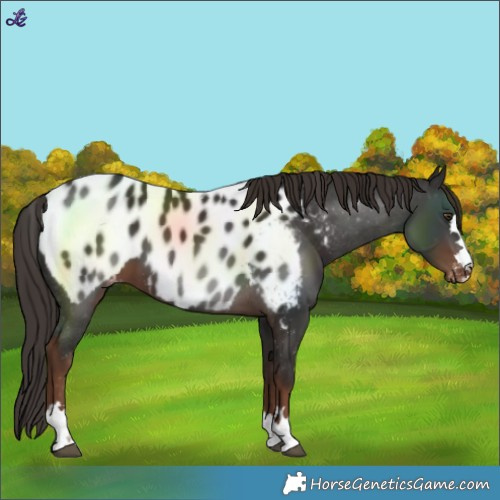 Horse Color:Liver Chestnut Near Leopard 