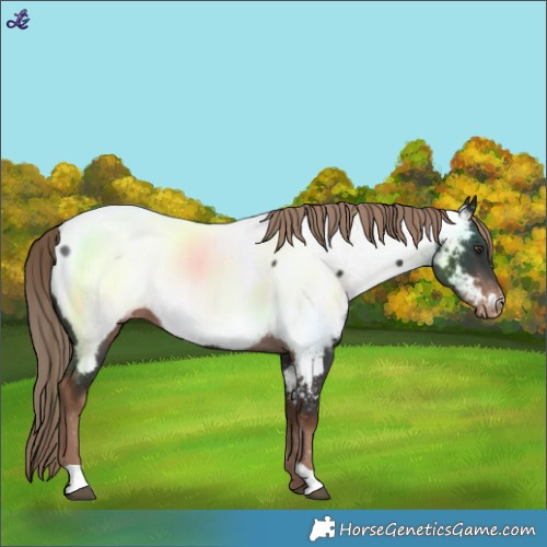 Horse Color:Liver Chestnut Near Fewspot 